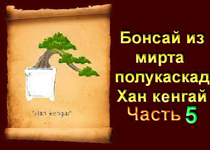 5.Обрезка бонсай из Мирта в стиле Хан - Кенгай полу каскад часть 5