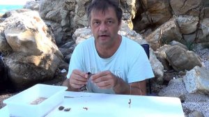 Собираем наживку на море сами!