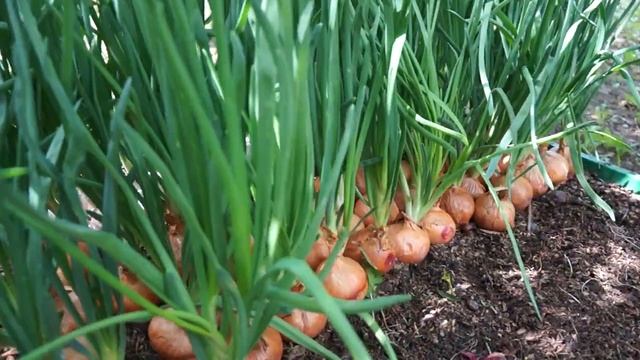 Стардаст и другие сорта в открытом грунте, июнь 2022 смотреть онлайн