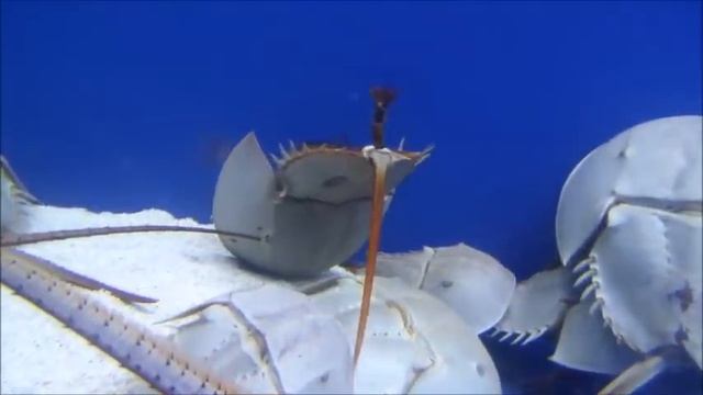 Límulo - ( Limulus polyphemus ) o caranguejo-ferradura смотреть онлайн