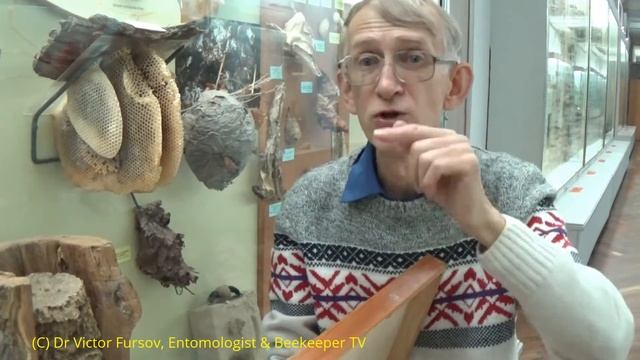 Экскурсия Энтомолога: О Пчелах, Осах и Шмелях в Природоведческом Музее в Киеве