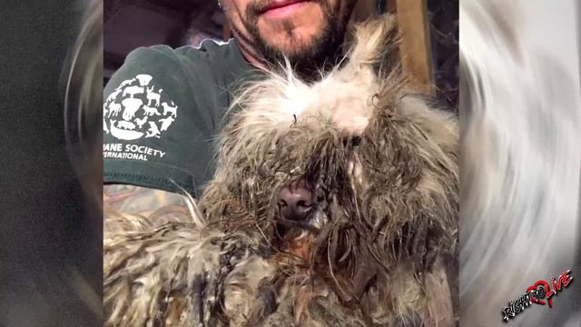 КАК ТАК можно было поступить со СВОЕЙ собакой??? То, что он сделал - НЕМЫСЛИМО! смотреть онлайн