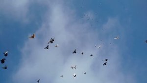 Николаевские голуби. В гостях у Василия Анатольевича Занина.