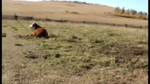 Эмфизематозный карбункул молодняка КРС