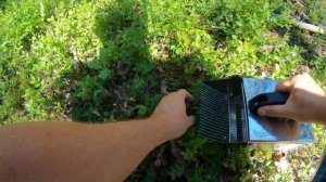 Сбор черники комбайном для ягод.