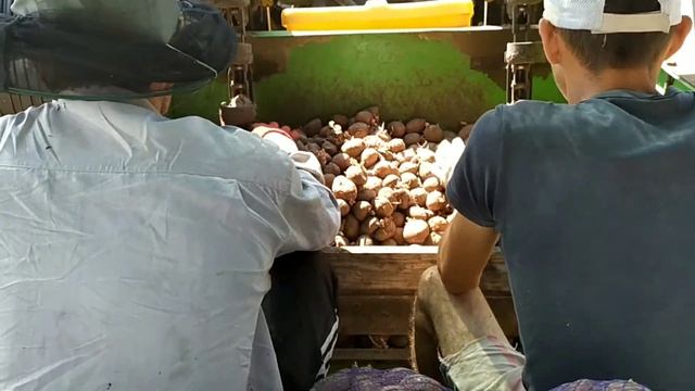 Посадка картофеля сорта "Ред-Скарлет" смотреть онлайн