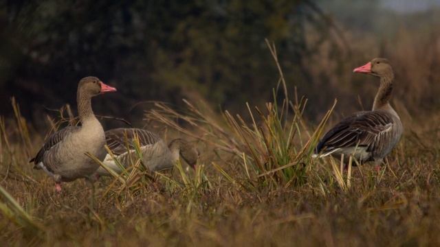 Wildlife Photography using Canon 1200d and efs 55-250mm lens смотреть онлайн