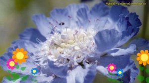Скабиоза кавказская Фама дип блю. Краткий обзор scabiosa columbaria fama deep blue Fama Deep Blue