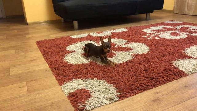 Смешные собаки. Той терьер . смотреть онлайн