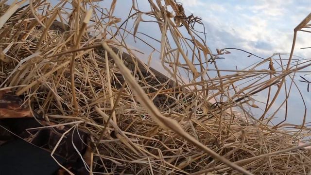 охота на гуся 2022.удачное закрытие весеннего сезона!!! смотреть онлайн