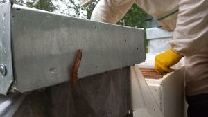 Дачная пасека #108 В безматочные семьи напрямую подсаживаем плодных маток в сентябре