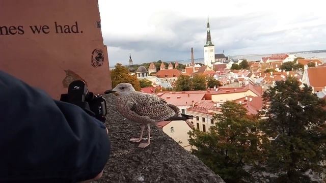 Чайка на смотровой площадке, Таллин