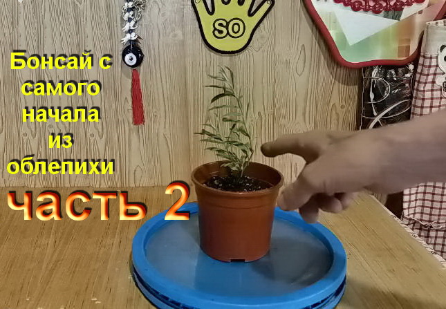 2.Как размножить облепиху 23 03 19г Часть 2 How to propagate sea buckthorn.