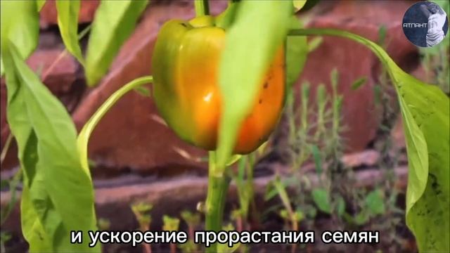 Биогумус с копролитами червей из торфа или с навозом