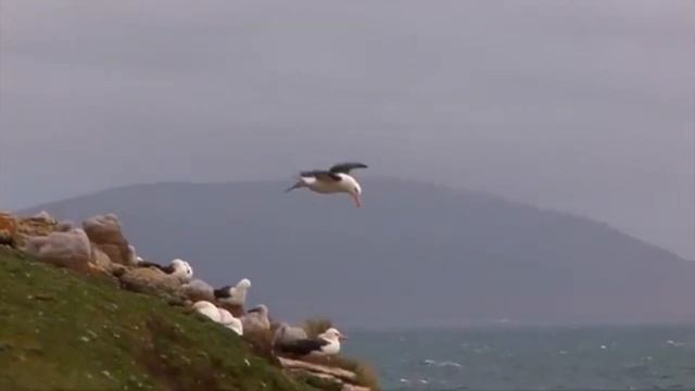 Шарль Бодлер — "Альбатрос" смотреть онлайн