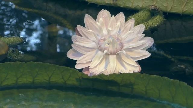 Виктория амазонская продолжает радовать посетителей "Аптекарского огорода" своим цветением смотреть онлайн