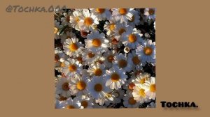 Полевые Ромашки – песня Ромашки автор: Точка.