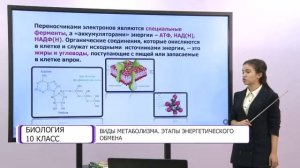 Биология. 10 класс. Виды метаболизма. Этапы энергетического обмена /11.12.2020/