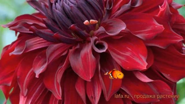 Георгина декоративная Мингус Алекс (mingus alex) ? обзор: как сажать, луковицы георгины Мингус Алек смотреть онлайн