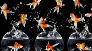 Dance of fish / Танец рыбок