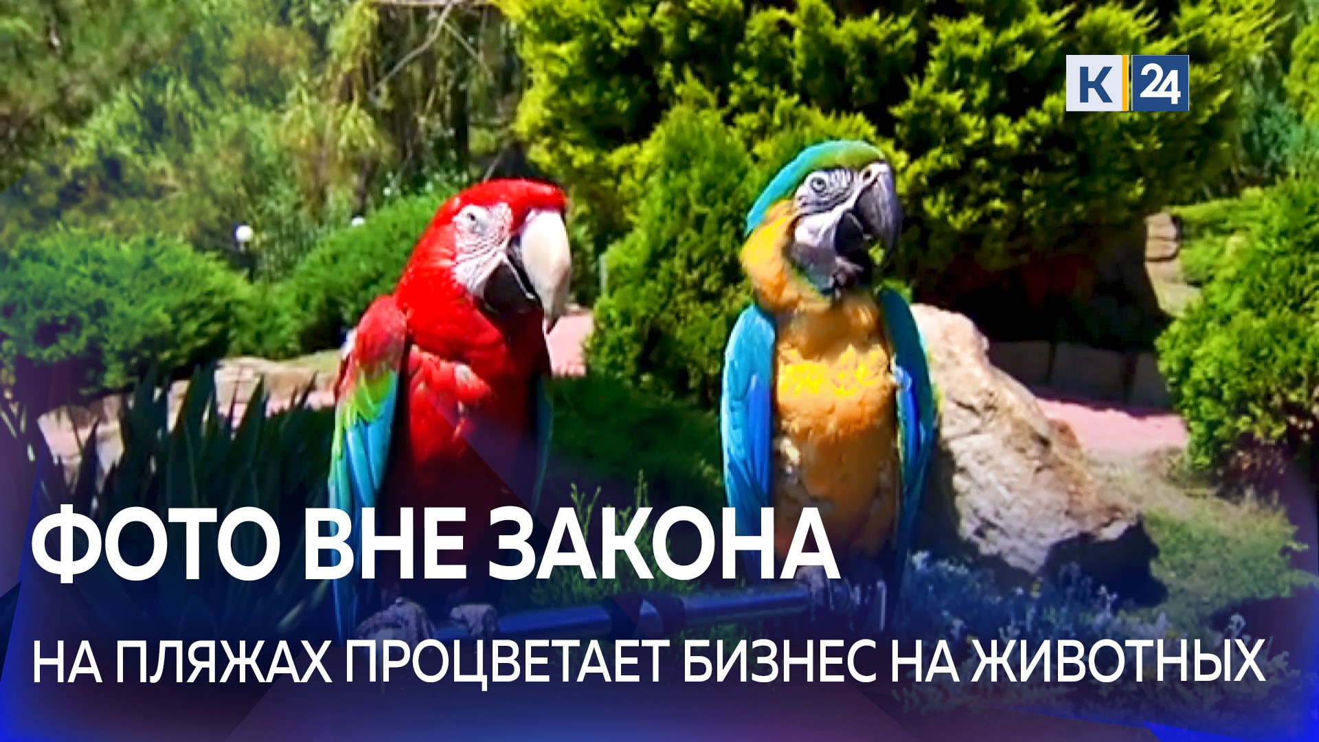 Фото с животными на набережной: может ли быть такой бизнес законным?