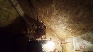 Лампа для обогрева курятника 250 ватт