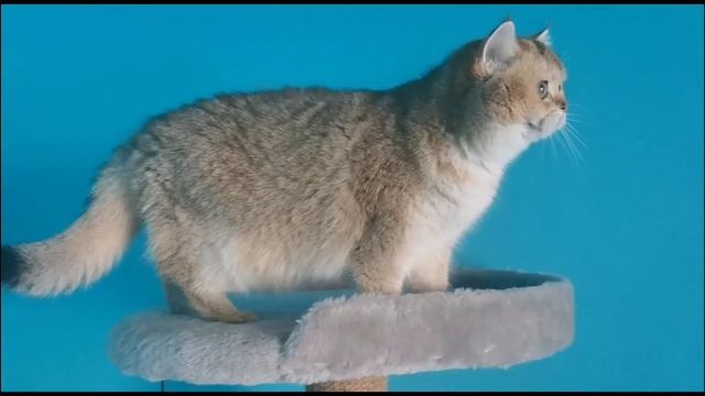 Шотландская золотистая шиншилла ?Scottish kittens # ny 25 золото#котята#шотландскийкотенок #кошки