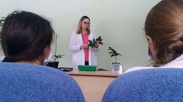 Как вырастить лимон. Прививка лимона почкой (окулировка). смотреть онлайн