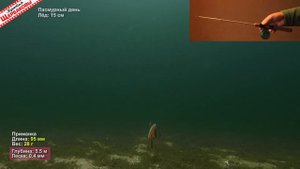 Крупные РАТТЛИНЫ (VIB). Важен ли РАЗМЕР ВИБА для зимнего СУДАКА? Подводные съемки на 5 5 метрах!