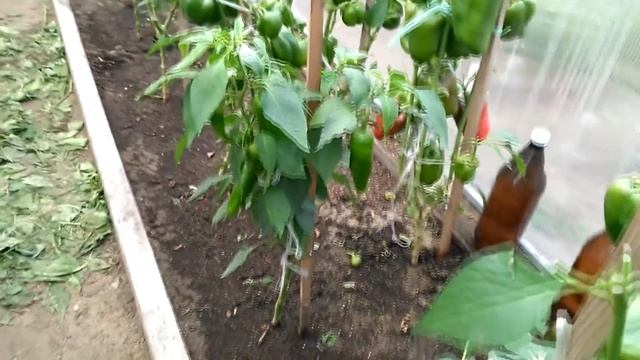 Урожай перца. Север Бурятии. смотреть онлайн