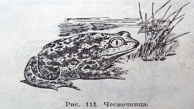 Чесночница 4 Вертикальный зрачок смотреть онлайн