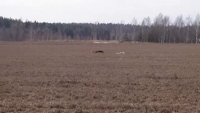 Тренировка 2 забег смотреть онлайн