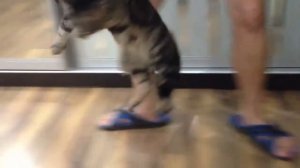 Кошка и робот пылесос