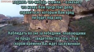 К чему снится Лебедь сонник, толкование сна