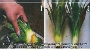 Как вырастить ананас дома из верхушки, семян: пошаговая инструкция. Как правильно сажать, удобрять.