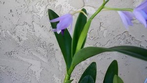 Cattleya bowringiana coerulea