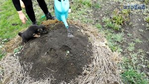 Посадка кабачков в компостную кучу. Новый способ! Кабачки на компосте. Как сажать кабачки