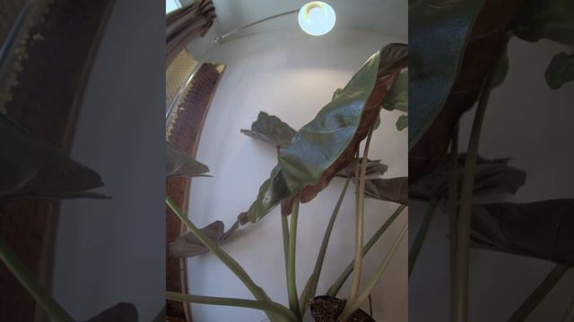 Timelapse: Alocasia Hilo Beauty and Wentii, 14 days. смотреть онлайн