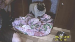 мопсы роды часть шестая