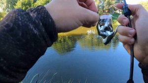 DUO Tetra Works React 50 - Первые впечатления