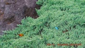 Можжевельник лежачий Нана (nana) ? обзор: как сажать, саженцы можжевельника Нана