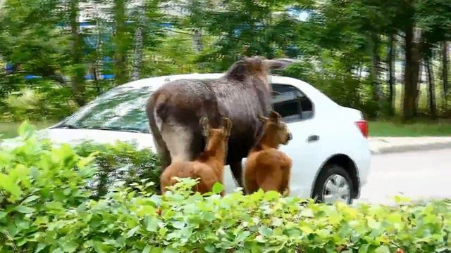 Иллюстрация контактности известной в Заречном лосихи (видео за 24 .07.18 с канала ZemljaZarnetskaja смотреть онлайн