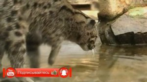Кот способный убить леопарда, животные Азии, виверровый кот рыболов