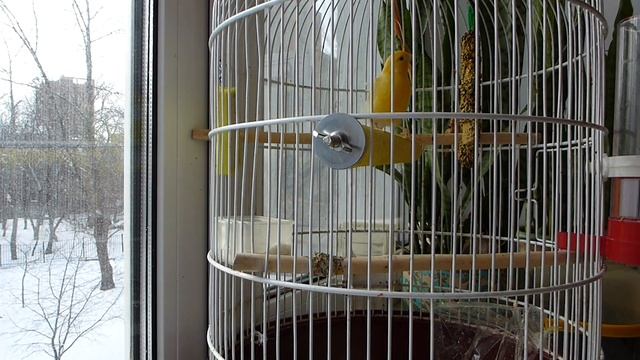 Канарейка - Финская полька смотреть онлайн