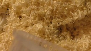 Джунгарский хомячок. Сколько живет джунгарский хомяк?