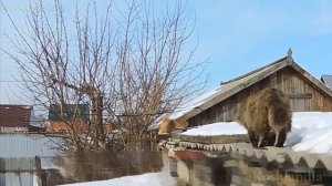 Сибирские #кошки  на кошачьей тропе Cнег Мороз  Обед  #siberian_cats  #koshlandia