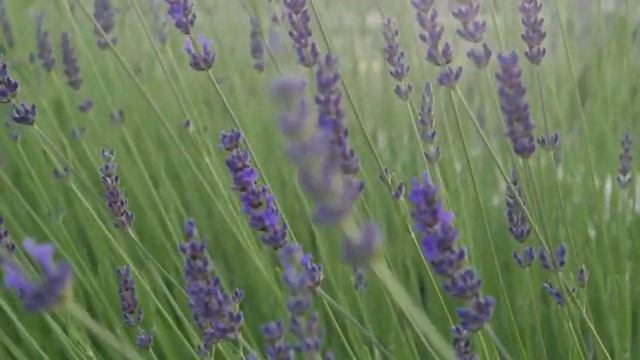 Relaxing calm music - fields and meadows смотреть онлайн