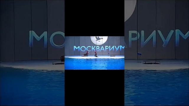 Москвариум сон волшебный,Москвариум,где я хотел бы быть смотреть онлайн