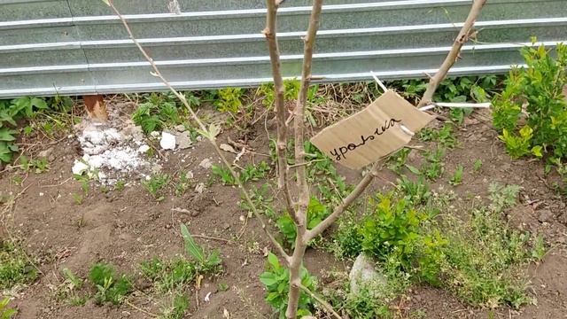 Работа на даче! Высадка помидор! Блюдо Белиссимо! #моядача