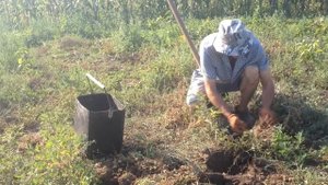 Древесная зола лучшее удобрение для выращивания картофеля 0